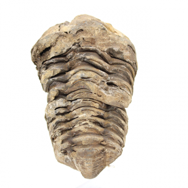 Fossile di trilobite Marocco