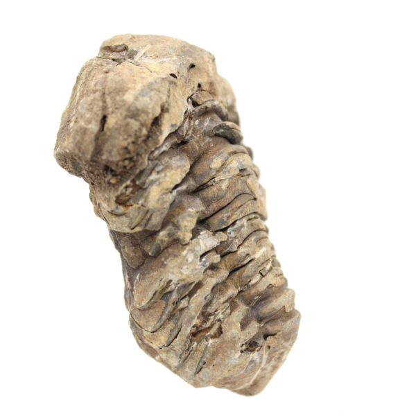 Fossile di trilobite Marocco