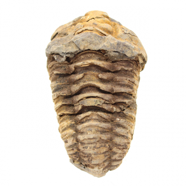 Trilobite grezzo