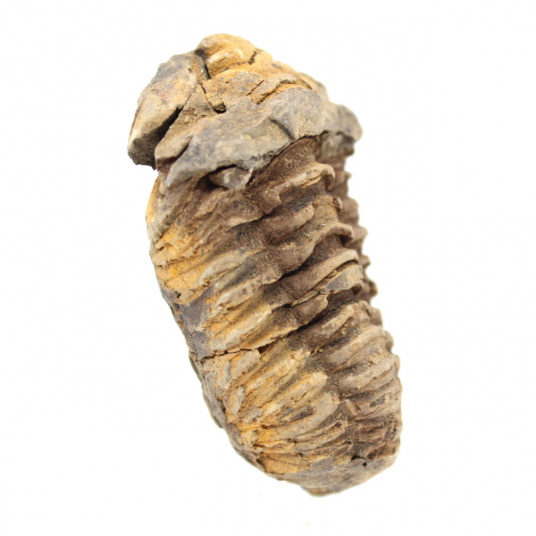 Trilobite grezzo