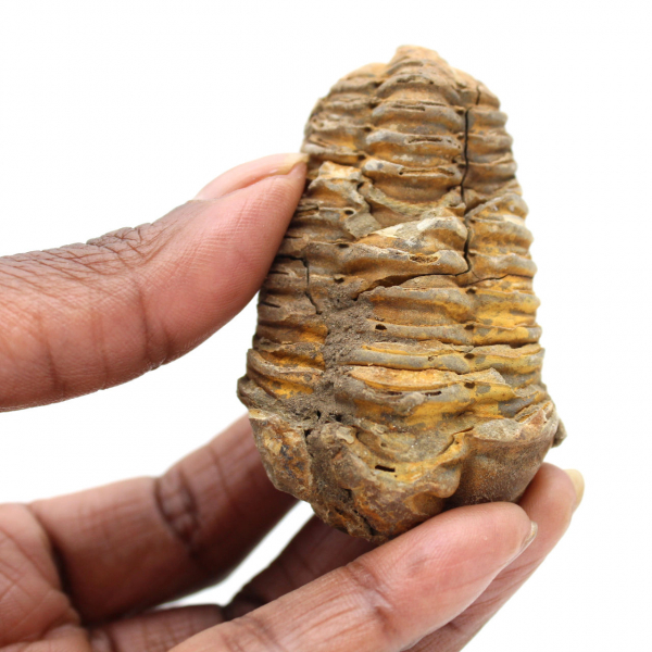 Trilobite dal Marocco