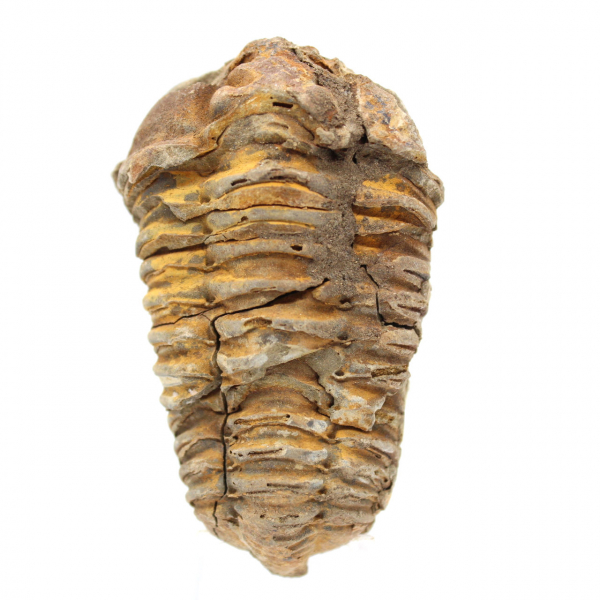 Trilobite fossile grezzo