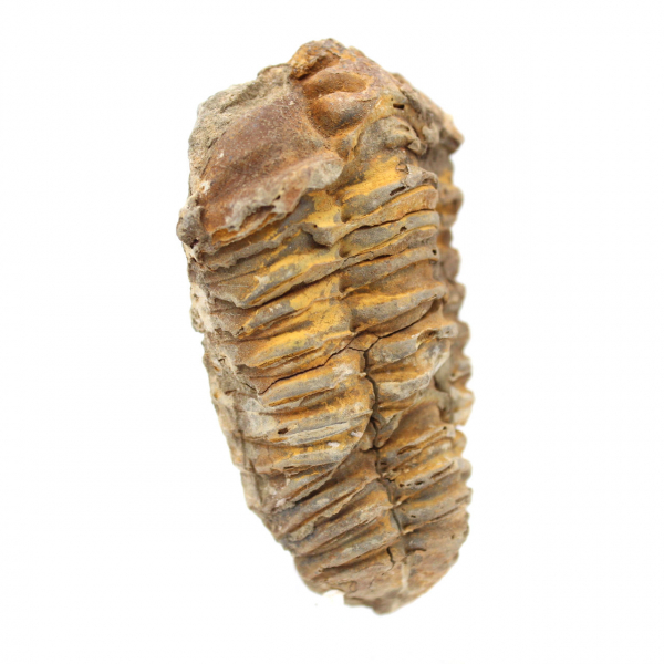 Trilobite fossile grezzo