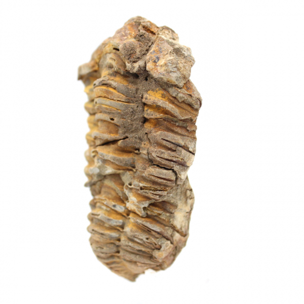 Trilobite fossile grezzo