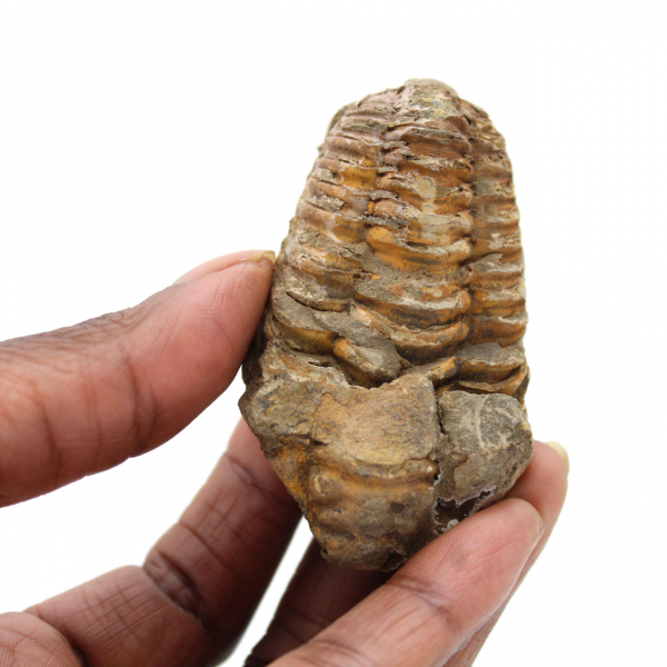 Trilobite dal Marocco