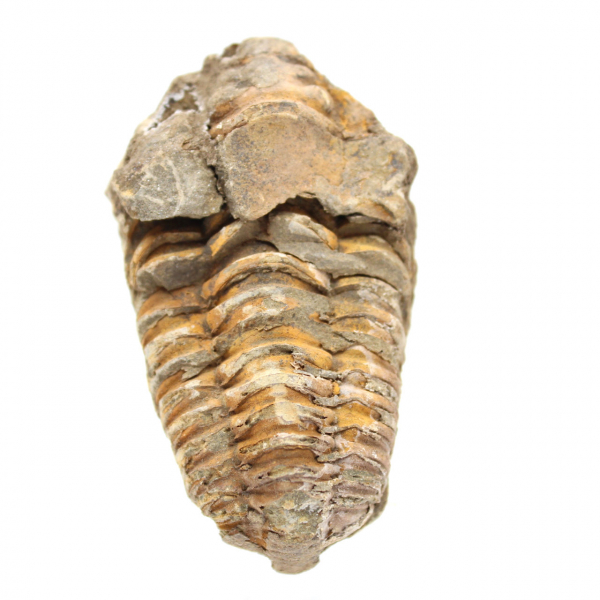 Trilobite grezza dal Marocco