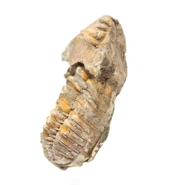 Trilobite grezza dal Marocco