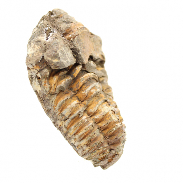 Trilobite grezza dal Marocco