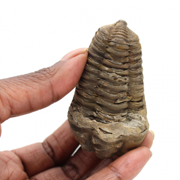 Trilobite dal Marocco