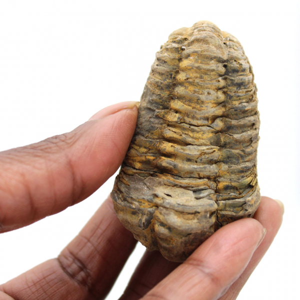 Trilobite dal Marocco