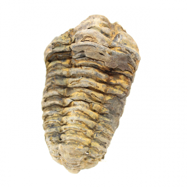 Trilobite