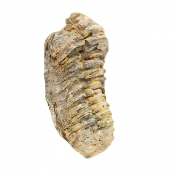 Trilobite