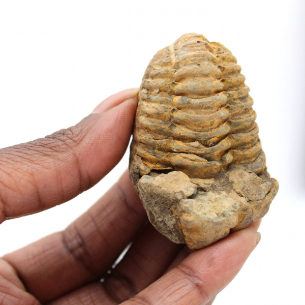 Trilobite dal Marocco