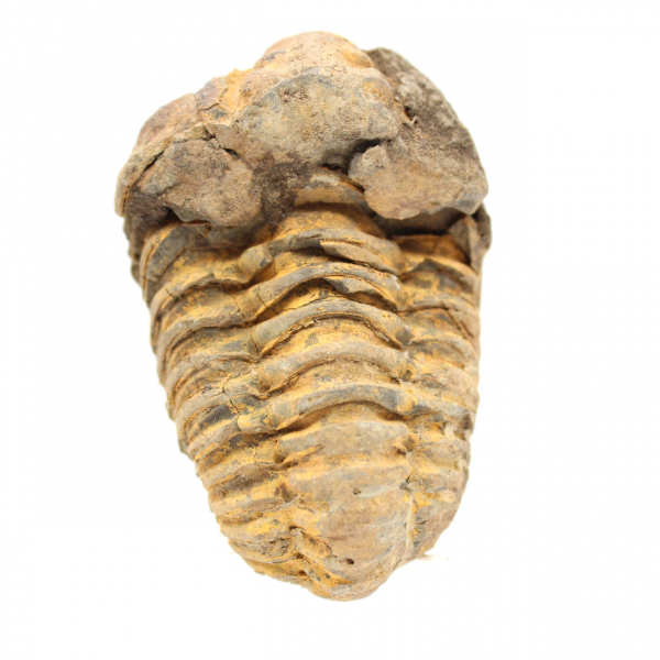 Trilobite