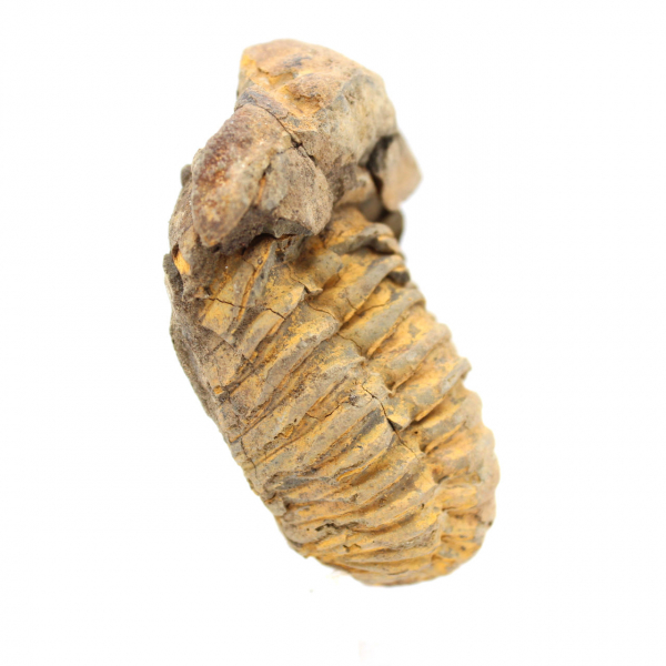 Trilobite