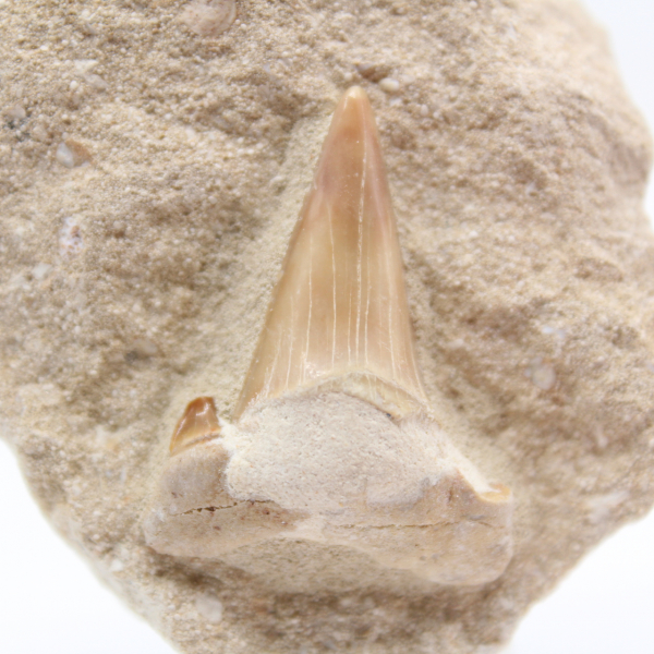 Dente fossile di otodus