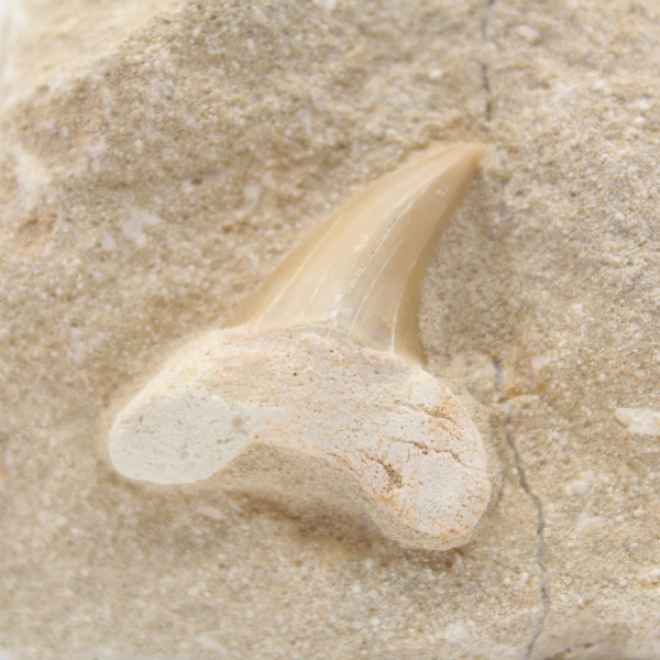 Dente di Otodus sulla ganga