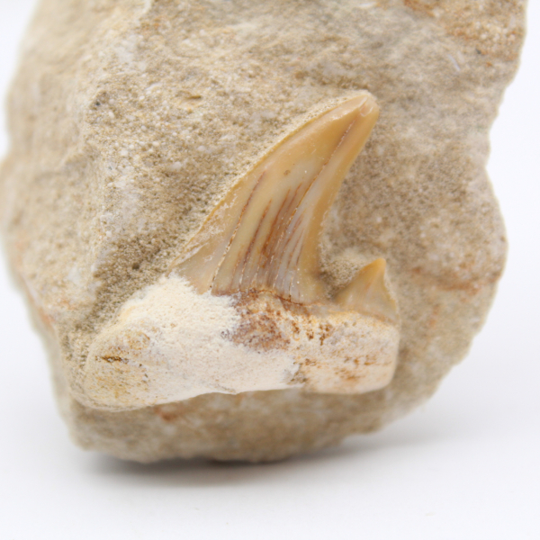 Dente di squalo Otodus sulla ganga