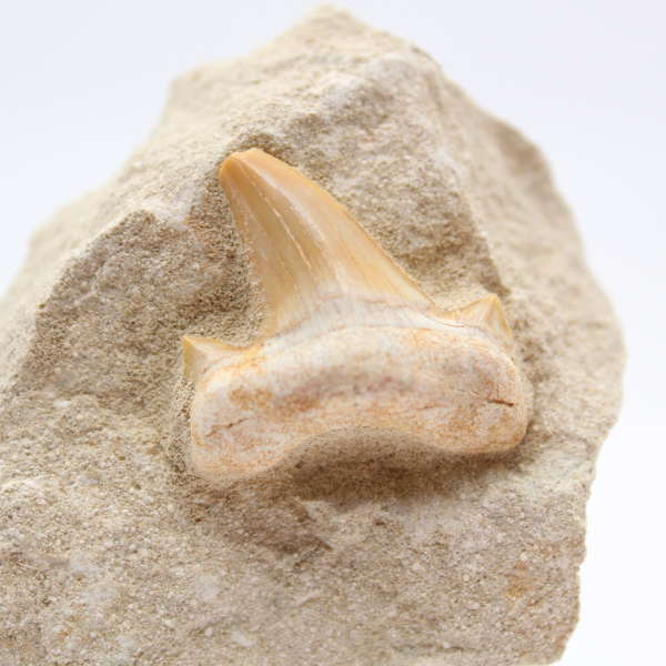 Dente fossile di squalo otodus