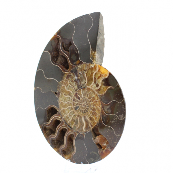 Fossile di ammonite lucidato