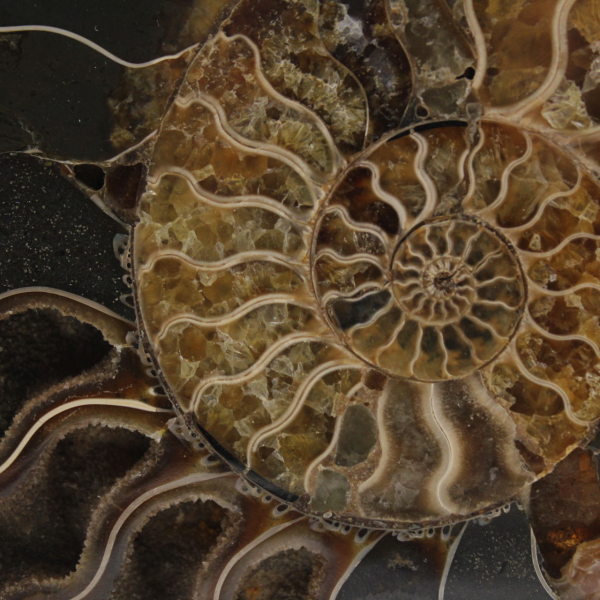 Fossile di ammonite lucidato