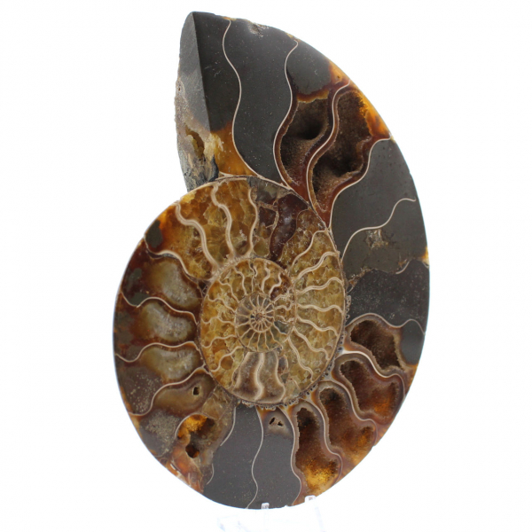 Ammonite naturale fossile