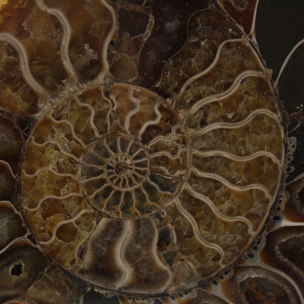 Ammonite naturale fossile