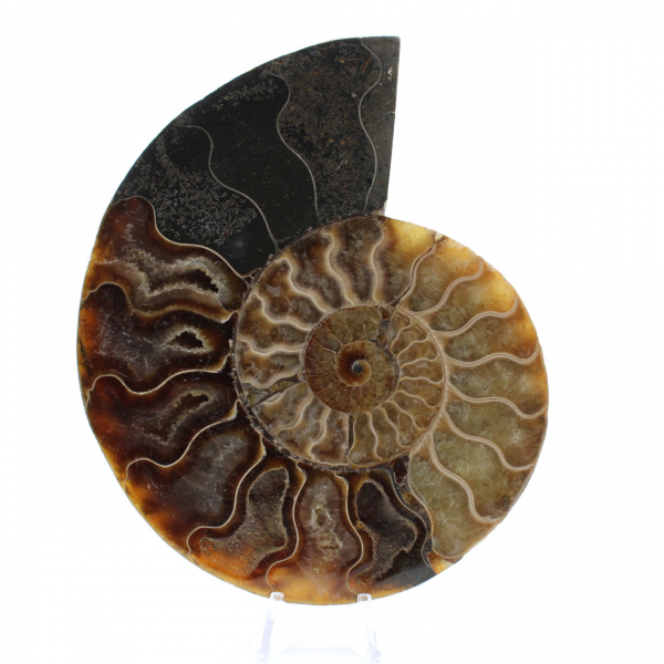 Ammonite fossilizzata