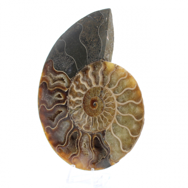 Ammonite fossilizzata