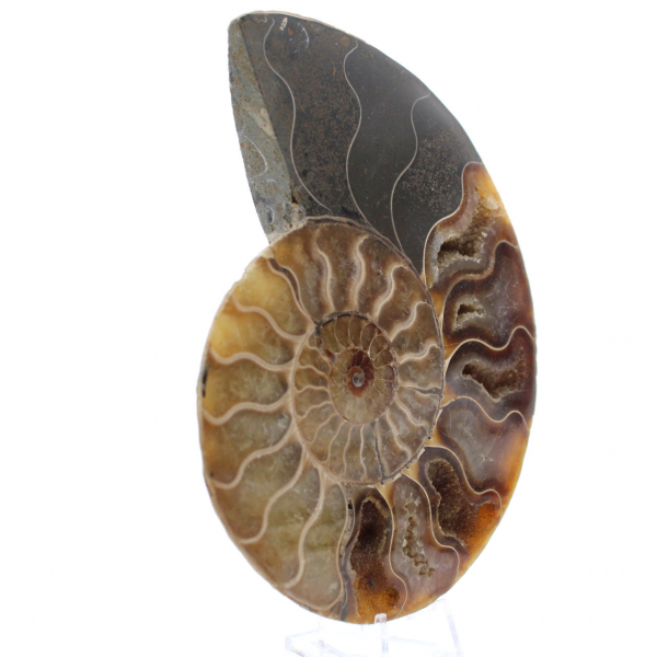 Ammonite un pezzo