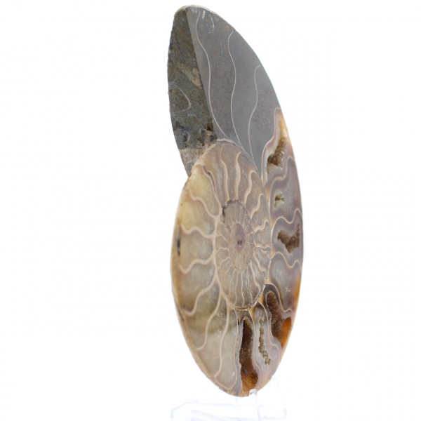 Ammonite un pezzo