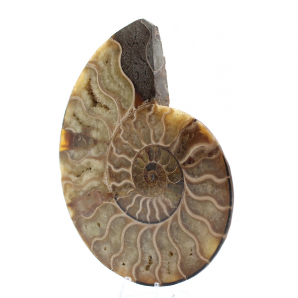 Ammonite fossilizzata lucida