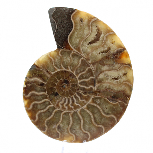 Ammonite segata lucida