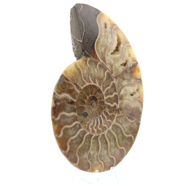 Ammonite segata lucida