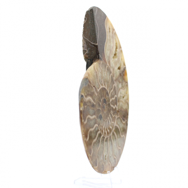 Ammonite segata lucida