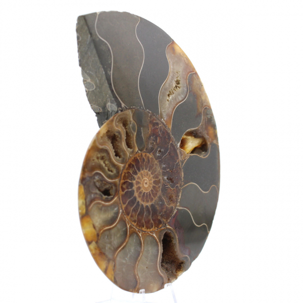 Ammonite del Madagascar