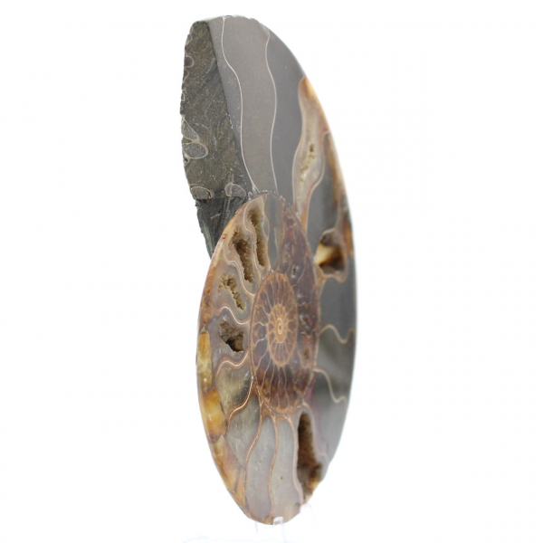 Ammonite del Madagascar