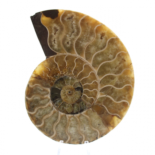 Ammonite naturale lucida del Madagascar