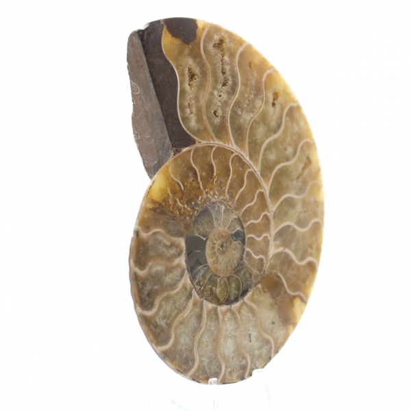 Ammonite naturale lucida del Madagascar