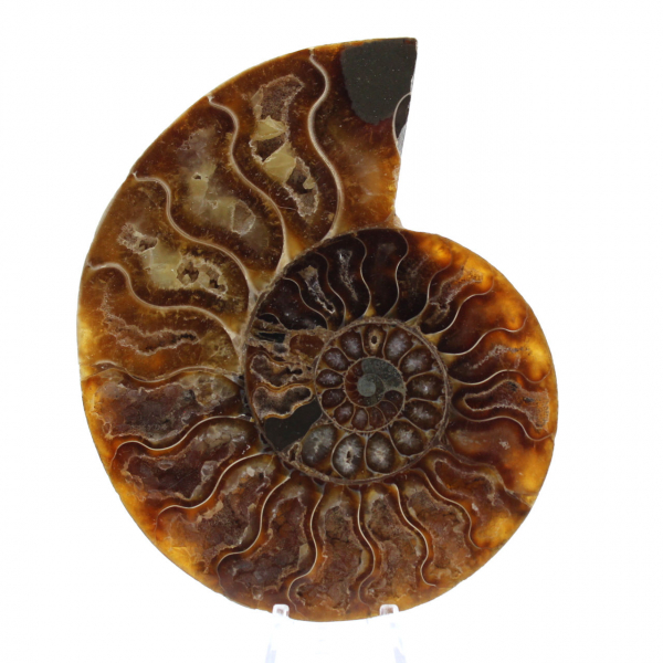 Ammonite fossilizzata