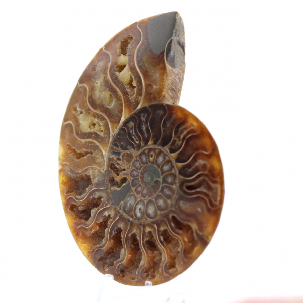 Ammonite fossilizzata