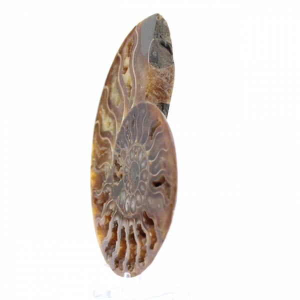 Ammonite fossilizzata