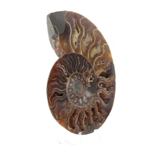 Ammonite un pezzo