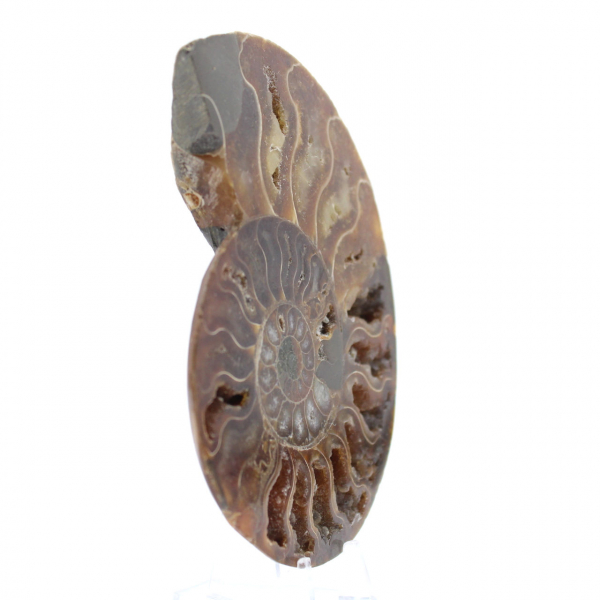 Ammonite un pezzo