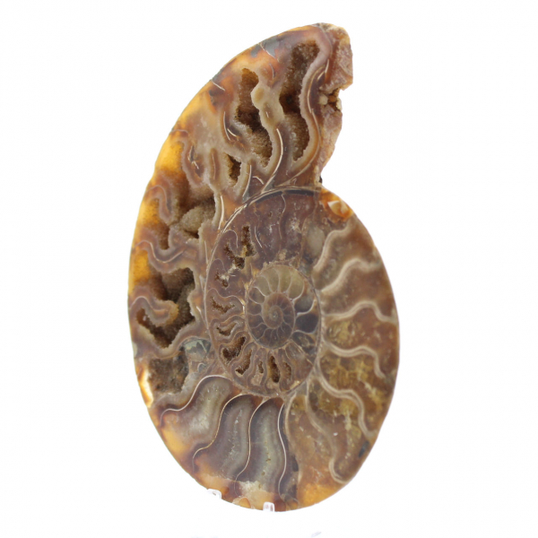 Ammonite fossilizzata lucida