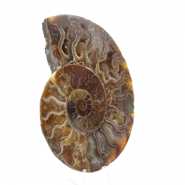 Ammonite segata lucida