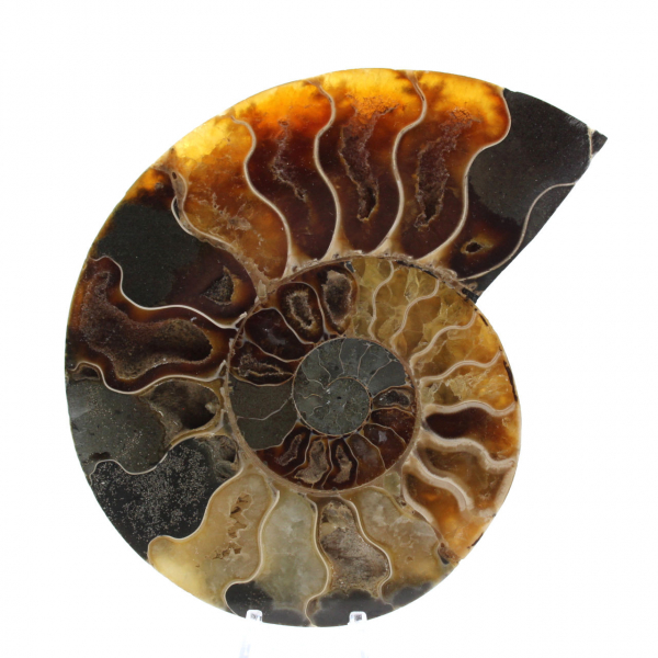 Ammonite del Madagascar