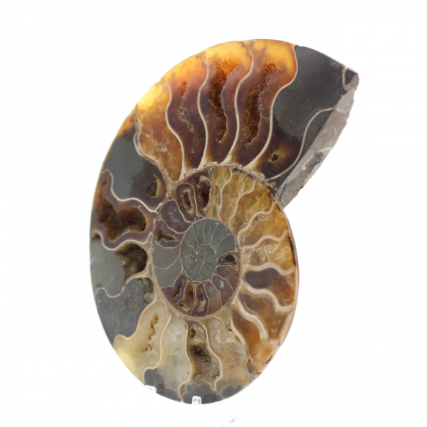 Ammonite del Madagascar