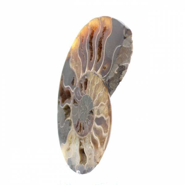 Ammonite del Madagascar