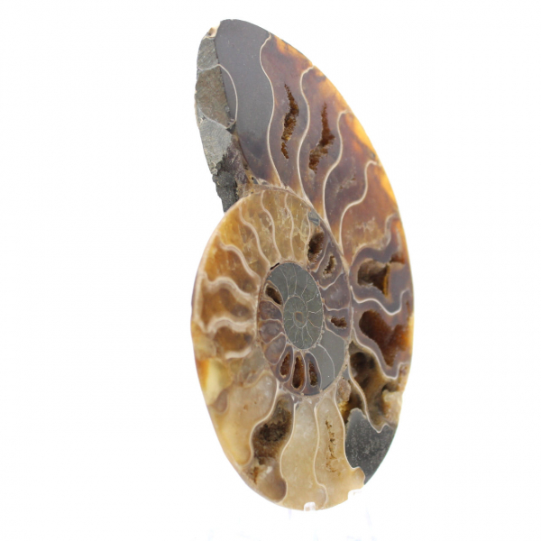 Ammonite fossile lucidata del Madagascar